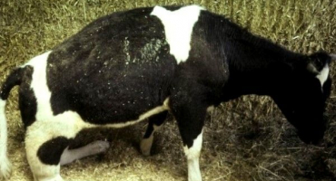 Kráva nemůže stát na zadních nohách